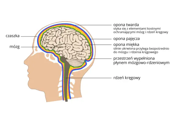 Ośrodkowy układ nerwowy - Jak działa i co go chroni?