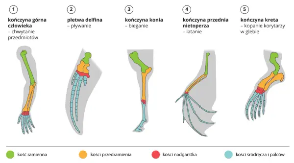 Ewolucjonizm w biologii - jak działa i skąd mamy dowody?