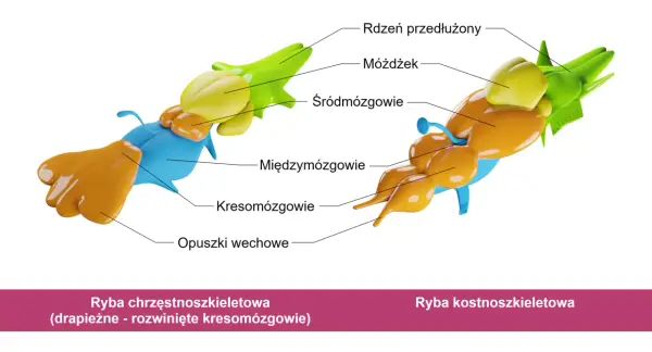 Śródmózgowie - Poznaj budowę i funkcje centrum szybkich reakcji