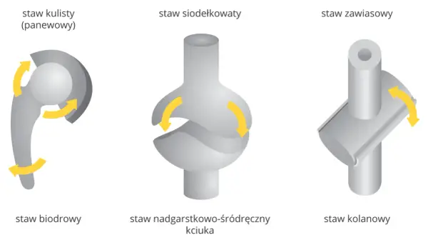 Kłykcie - budowa, funkcje i różnice. Dowiedz się, jak działają stawy