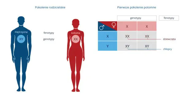 Płeć - to nie tylko XX/XY! Geny, hormony, środowisko