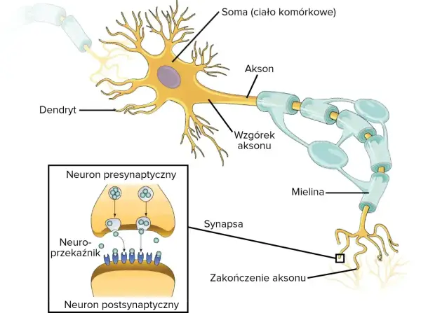Komórka nerwowa - Budowa i działanie neuronu. Jak je zapamiętać?