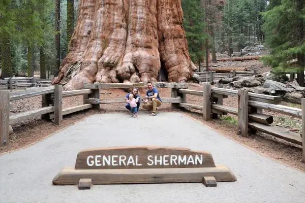 General Sherman - Dlaczego to największe drzewo świata?