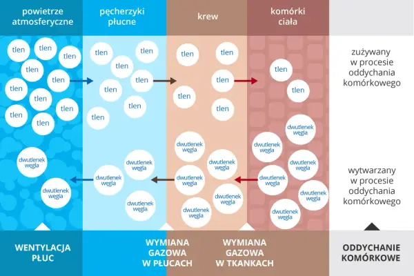 Wymiana gazowa - Jak działa i czym różni się od wentylacji?