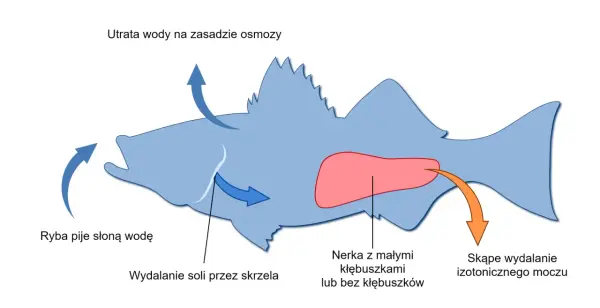 Osmoregulacja - jak nerki i hormony chronią komórki?