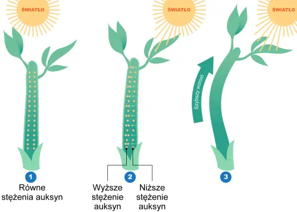 Hormony roślinne - Jak działają i jak sterują wzrostem roślin?
