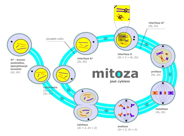 Mitoza - Jak komórka dzieli się na dwie? Przewodnik krok po kroku