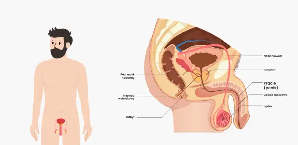 Penis - budowa, funkcje, dojrzewanie. Co warto wiedzieć?