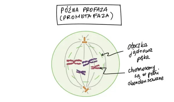 Cykl komórkowy - Jak zrozumieć etapy i nie pomylić podziałów?