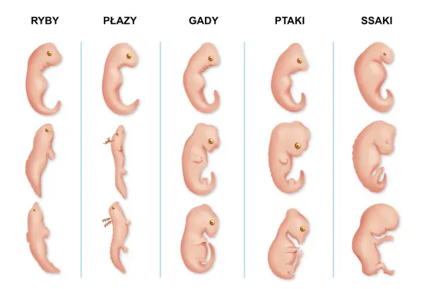 Narządy homologiczne w biologii - jak je rozpoznać?