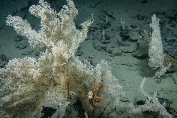 Budowa dna oceanicznego - Jak wygląda życie w wiecznej ciemności?