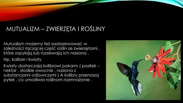 Mutualizm w biologii - przykłady, znaczenie i różnice