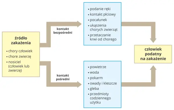 Zakażenie - Biologia procesu. Jak chronić się przed patogenami?