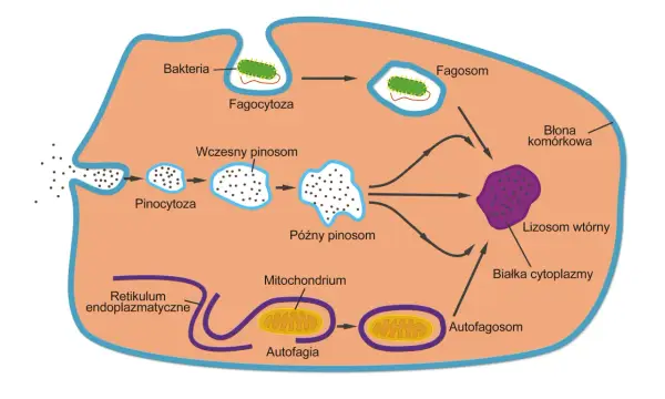 Lizosomy - Jak działa i co rozkłada komórkowy system trawienia?