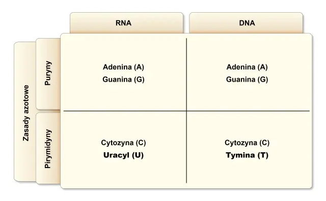 Porównanie zasad azotowych w RNA i DNA: adenina (A) i guanina (G) występują w obu, ale w RNA jest uracyl (U), a w DNA tymina (T).