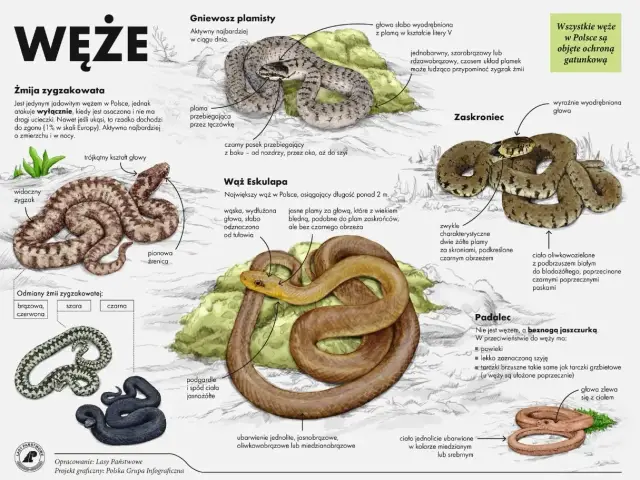 Zaskroniec, wąż z charakterystycznymi żółtymi plamami za skroniami, jest jednym z węży przedstawionych na ilustracji.