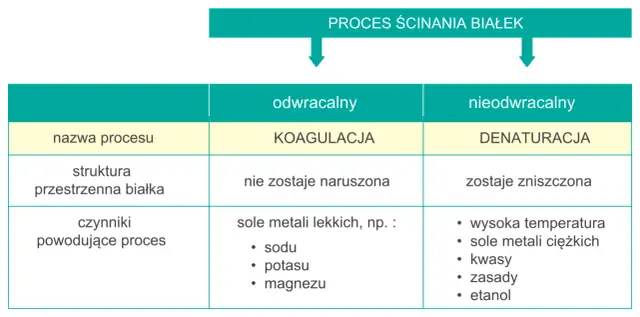 Tabela porównuje koagulację (odwracalny proces ścinania białek, nie narusza struktury) z denaturacją.