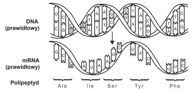 Schemat przedstawia proces transkrypcji DNA do mRNA, który następnie koduje polipeptyd. Widoczny jest kod genetyczny w działaniu.