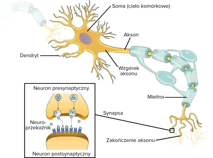 Neuron z wypustkami - budowa, działanie i najważniejsze pojęcia