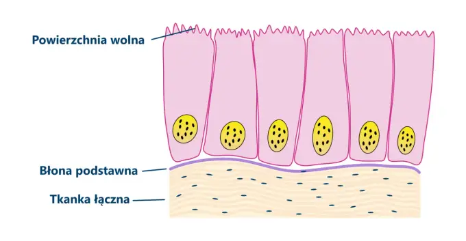 Tkanka nabłonkowa - budowa, rodzaje i funkcje