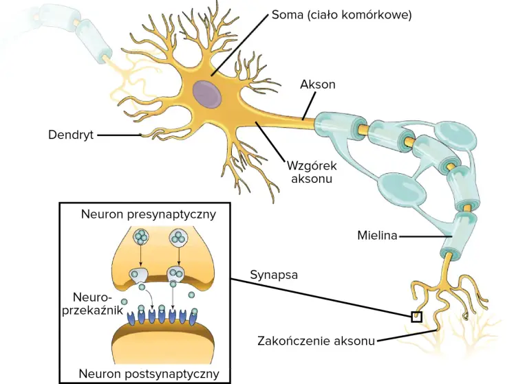 Neuron z wypustkami - budowa, działanie i najważniejsze pojęcia