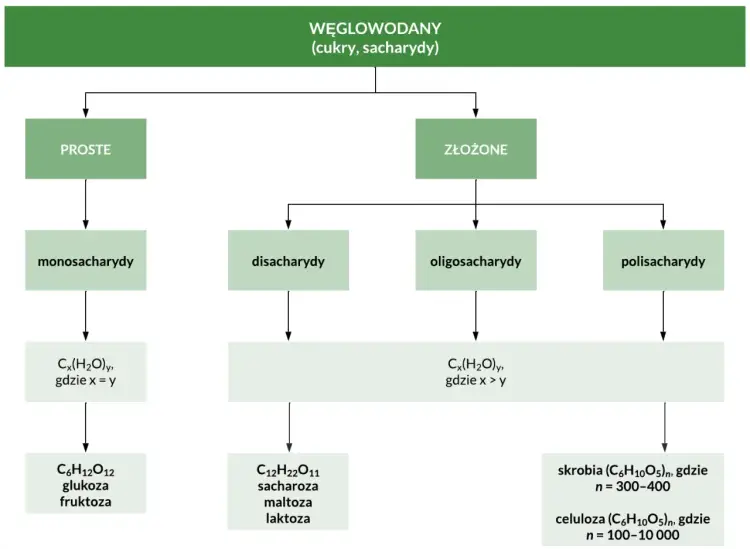 Oligosacharydy - czym są i gdzie występują?